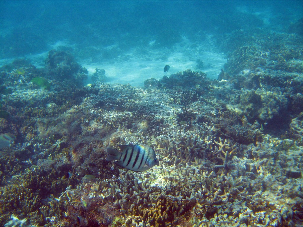 Reef & Marine Life